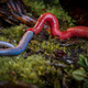 Illustration for article titled Worm eats worm, film at 11